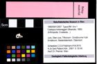 Foto (Objekt + Etiketten) von Coelopus hoheneggeri (Moericke, 1889) 